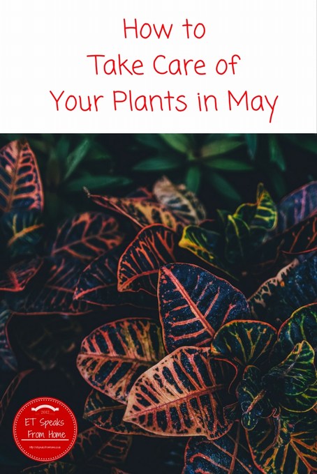 How to Take Care of Your Plants in May