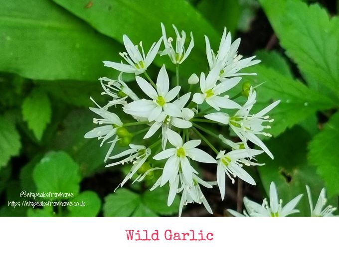 wild garlic